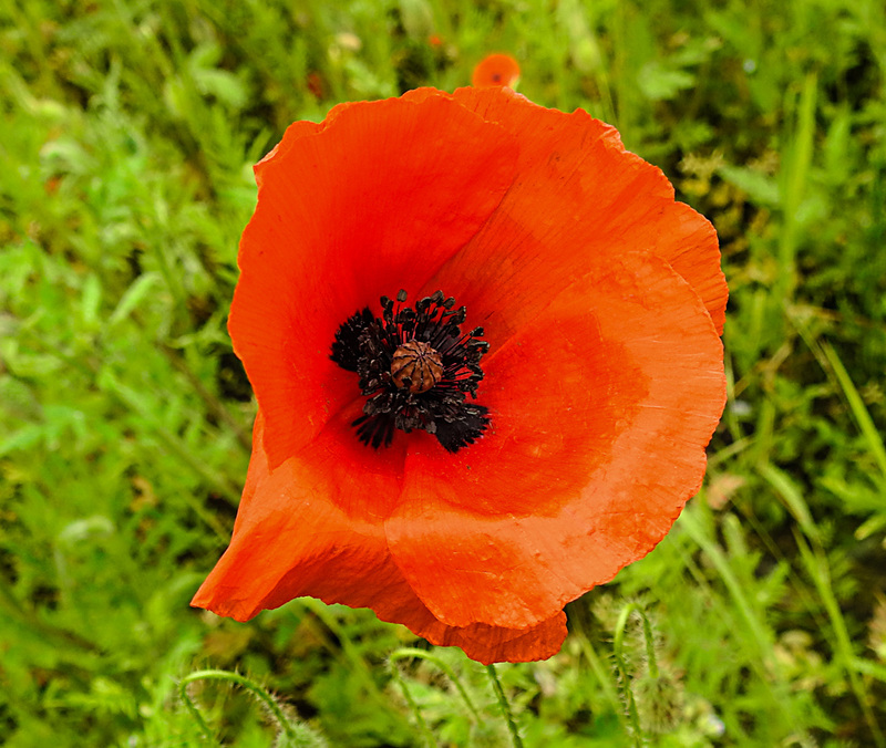 20210606 0467CPw [D~LIP] Mohn, UWZ, Bad Salzuflen