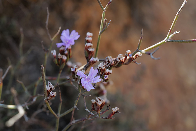 Limonium virgatum, Sagres