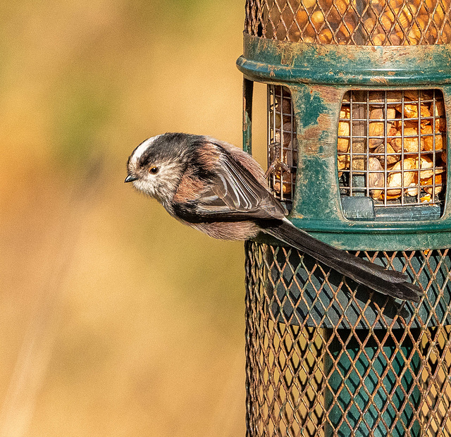 Long tailed tit