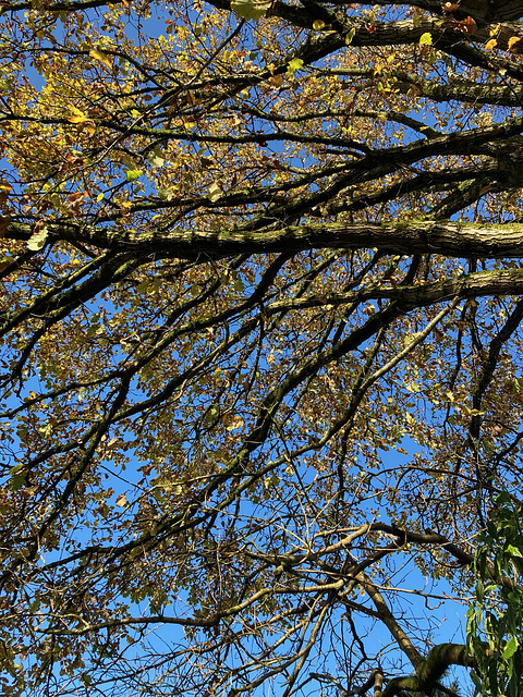 Oak from below