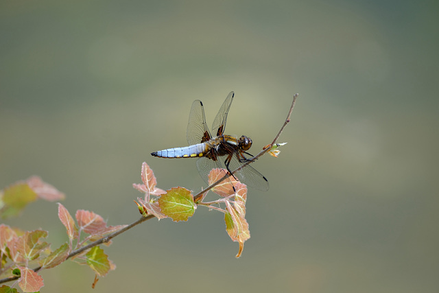 Plattbauchlibelle