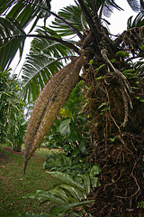 In the Palm Grove