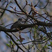 Male Blackcap singing loudly