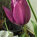 Deep purple tulip