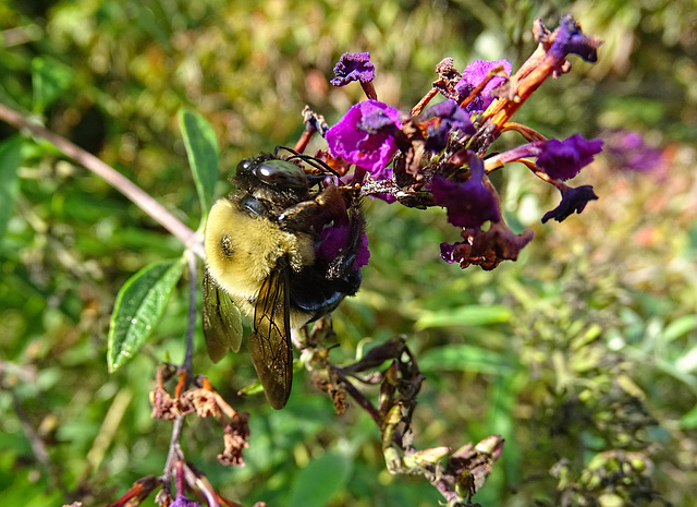 Carpenter Bee