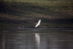 20150216 7019VRTw [D~SHG] Silberreiher (Casmerodius albus), Weser, Rinteln