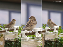 House Sparrow - young male