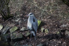 20160303 0087VRAw [D~BI] Graureiher (Ardea cinerea), Tierpark Olderdissen, Bielefeld