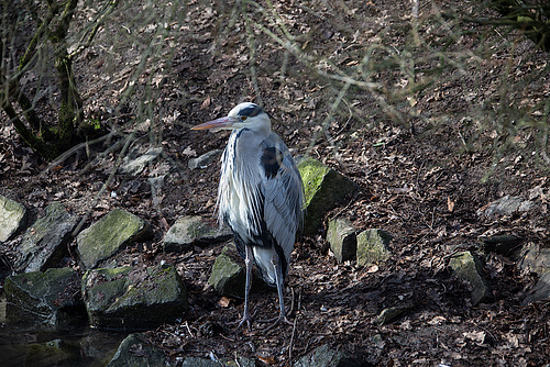 20160303 0087VRAw [D~BI] Graureiher (Ardea cinerea), Tierpark Olderdissen, Bielefeld