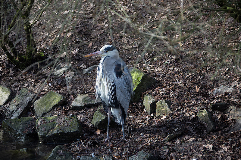 20160303 0087VRAw [D~BI] Graureiher (Ardea cinerea), Tierpark Olderdissen, Bielefeld