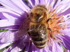 015  Fleißige Honigbiene (Apsis mellifera) Arbeiterin