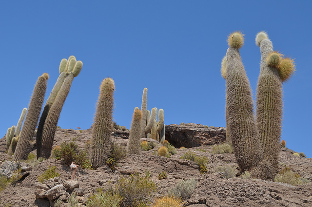 Bolivia, Cactuses of Isla del Pescado (Fish Island)