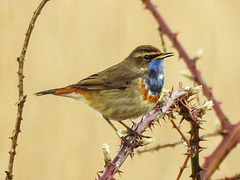 20180403 3442CPw [D~AUR] Blaukehlchen (Luscinia cyanecula), Leybucht, Greetsiel