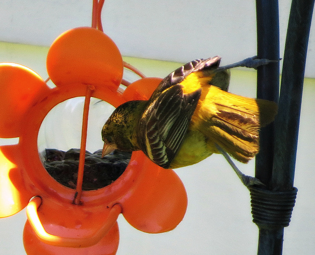 Grape jelly, the best Oriole food.