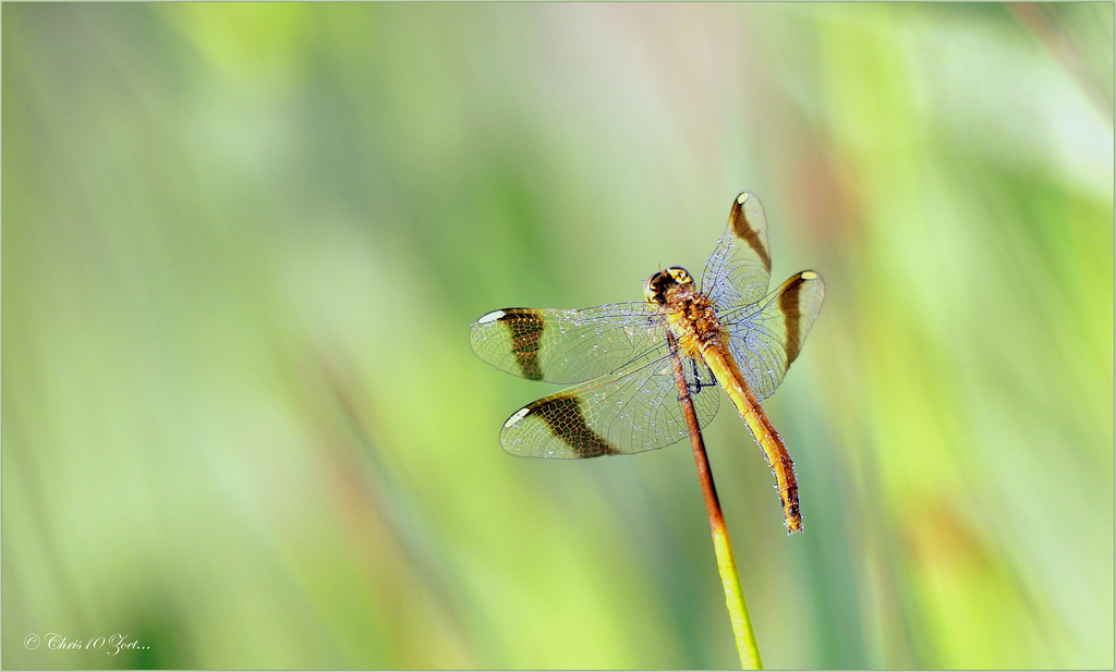 Banded Darter ~ Bandheidelibel (Sympetrum pedemontanum), ♀...