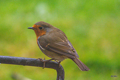 The Young Orchard Robin