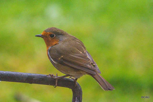 The Young Orchard Robin
