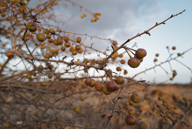 Malus sylvestris, Macieira brava, Rosaceae