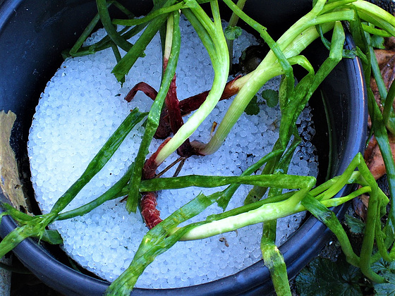 These are onions growing in a pot