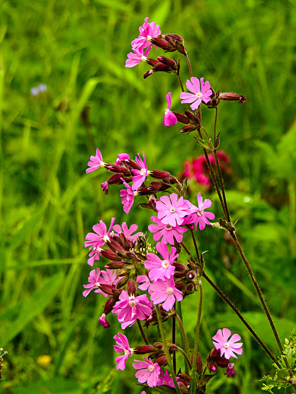 20210606 0468CPw [D~LIP] Rote Lichtnelke, UWZ, Bad Salzuflen