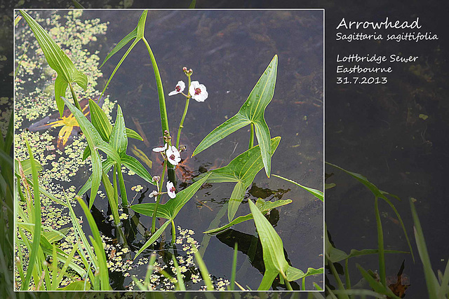 Arrowhead Lottbridge 31 7 2013