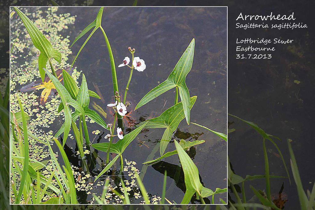 Arrowhead Lottbridge 31 7 2013