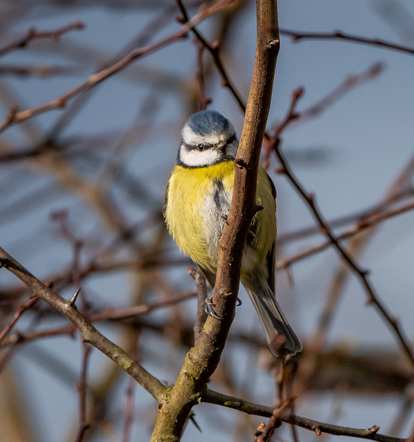 Blue tit