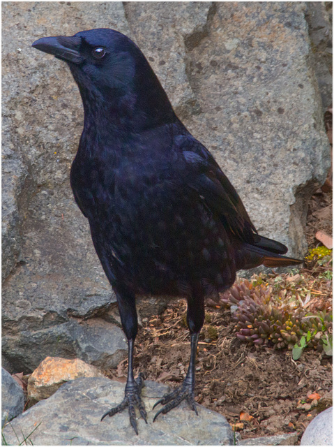 Northwestern Crow