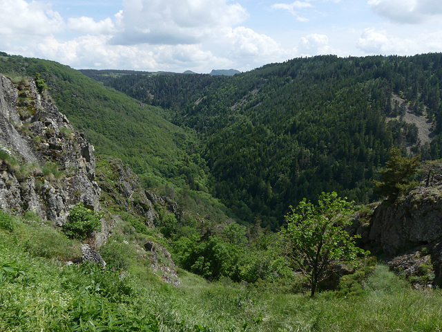 20230606 -08 Lozère tritons (168)