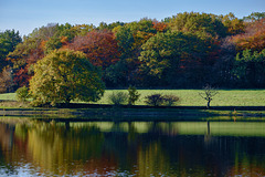 Cat Wood over the Reservoir