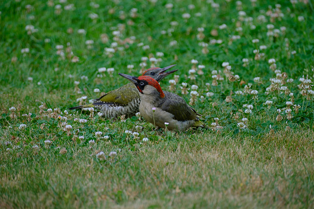 Grünspecht mit Jungvogel