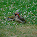 Grünspecht mit Jungvogel