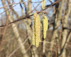 Catkins