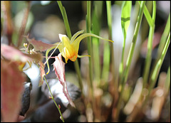 Epimedium 'Amber Queen'