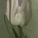 Delicate white tulip with pale lilac edging