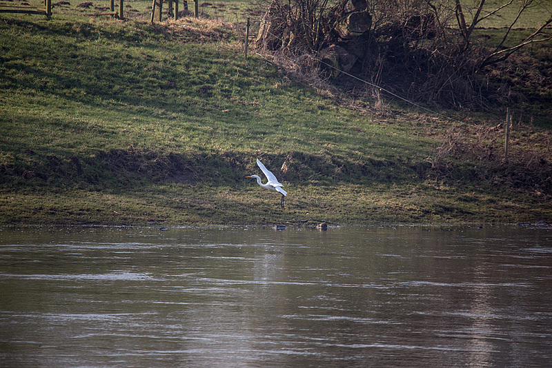 20150216 7020VRTw [D~SHG] Silberreiher (Ardea alba, Syn.: Casmerodius albus, Egretta alba), Weser, Rinteln