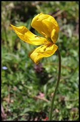 Tulipa sylvestris  (2)