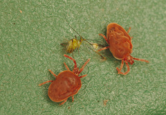 EF7A8577redspidermites
