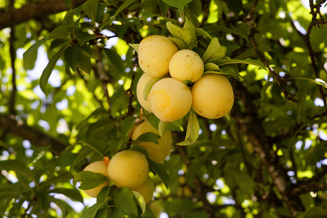 Ameixa - Yellow Plums