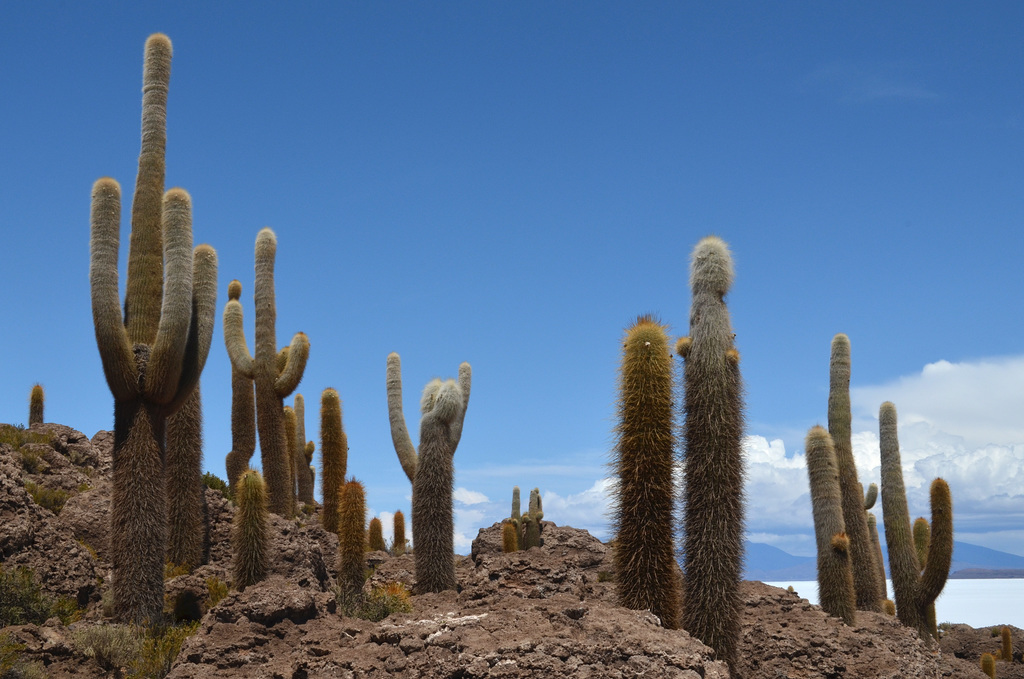 Bolivia, Cactuses of Isla del Pescado (Fish Island)
