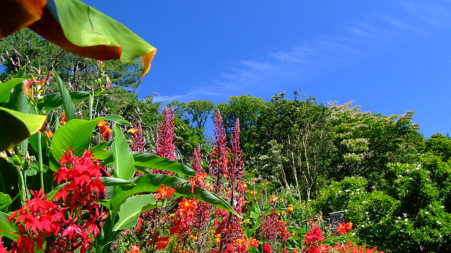 Flowers at Coleton Fishacre, Devon, UK