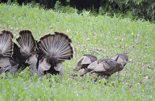 Turkeys