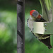 Red-bellied Woodpecker