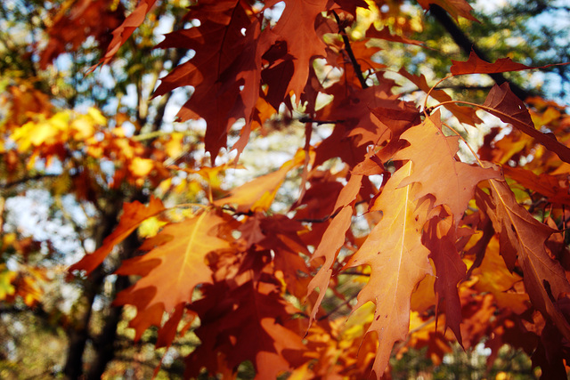 Leaves