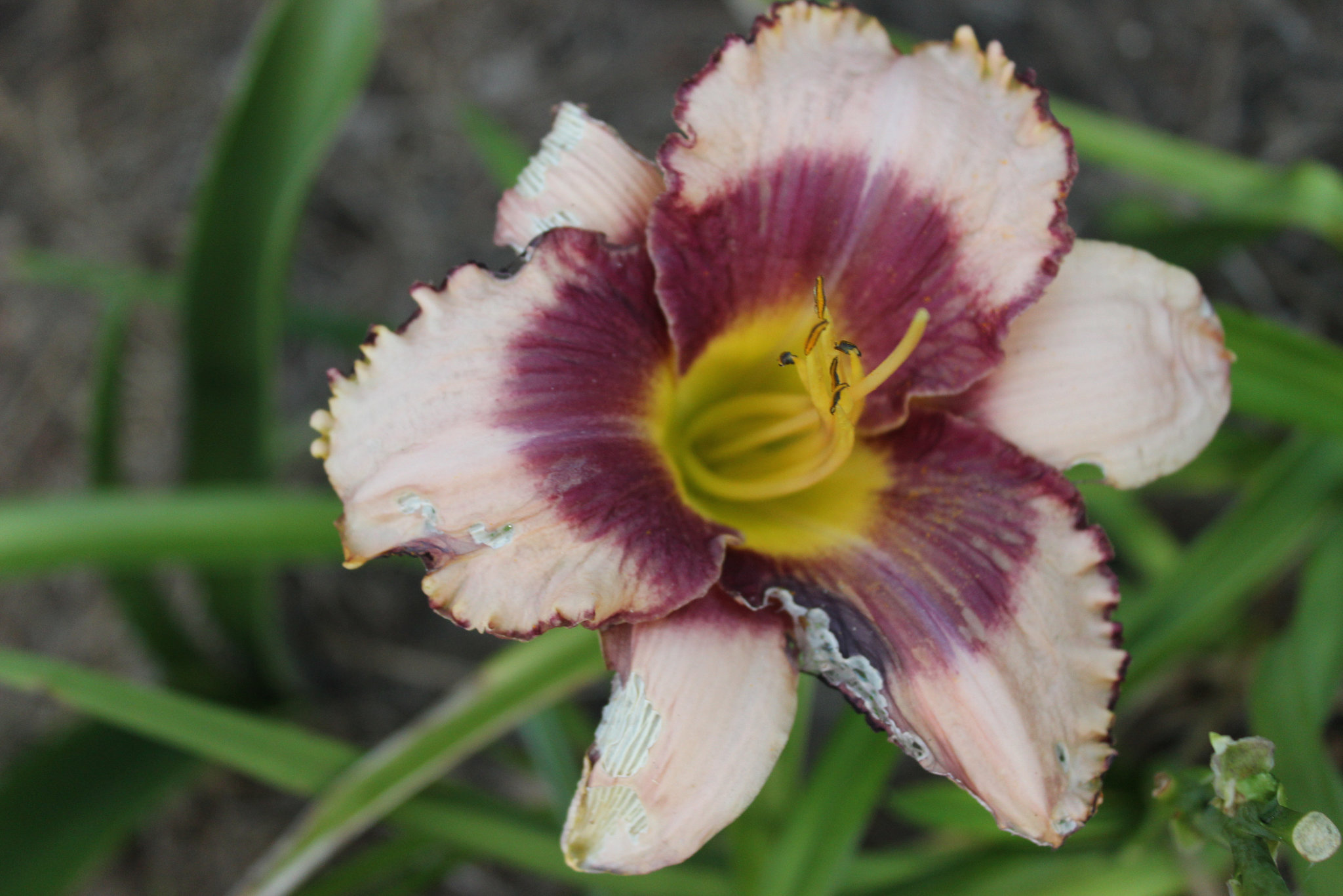 A favorite Day Lily.... my garden...   ( it did not last long in our extreme heat )