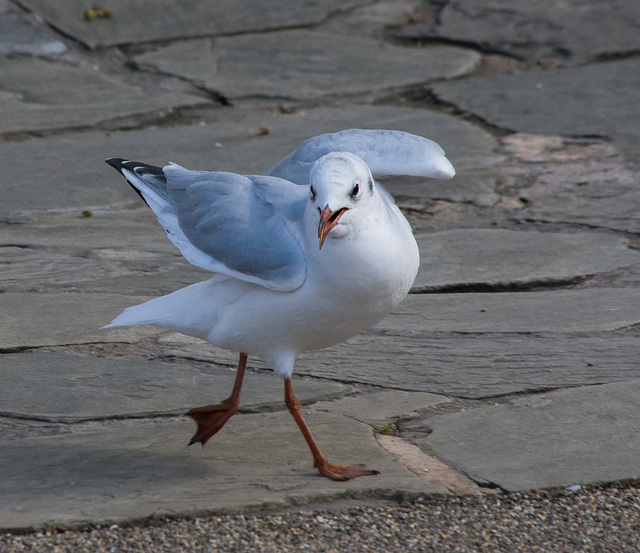 Gull dancing 1