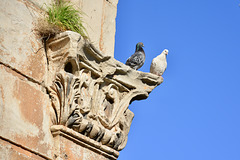 Athens 2020 – Pigeons on the Hadrian’s Gate