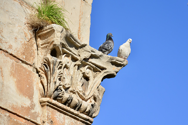 Athens 2020 – Pigeons on the Hadrian’s Gate