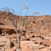 Namibia, Dried up Tree at the Twyfelfontein Rock Carvings Valley