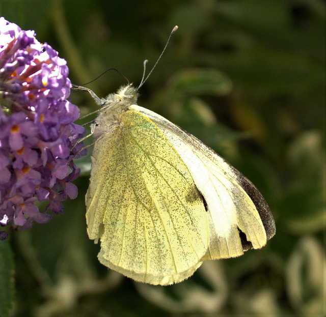 Large White. Pieris brassicae